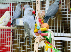 Ring neck parrot