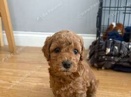 Red miniature poodle girl