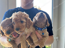 Cockapoo puppies for sale