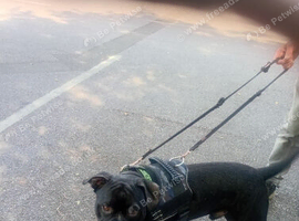 Gorgeous Frenchie cross available for adoption
