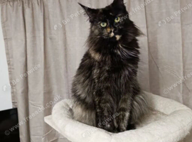 Stunning Champion-Line Maine Coons