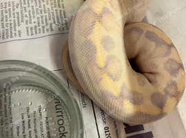 Silky way ball python babies for sale