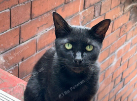 Beautiful amputee female cat.