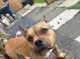 American pocket bully puppy male