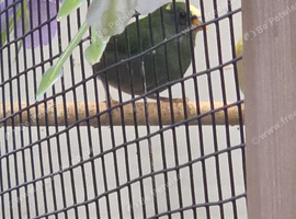 Young blue face parrot finches