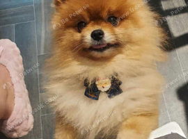 Beautiful Pomeranian Female Puppies Available ️