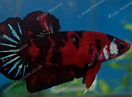 30+ female bettas for sale