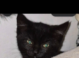 Female mix black kitten