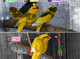 4 beautiful kakariki chicks available to reserve only til mid/late june