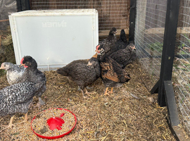 Mixed breed pullets