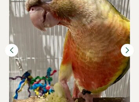 Green Cheeked pineapple conure