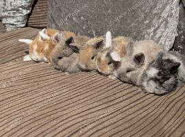 Mini lion lops