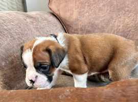 Kc reg boxer puppies long/bob tail