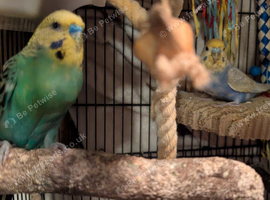 Breeding pair of budgies with cage and babies