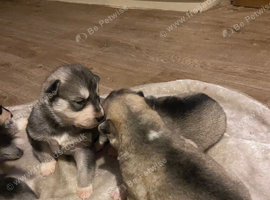 Alaskan malamute puppy's