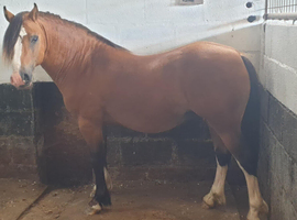 welsh sec A Stallion 6 year old