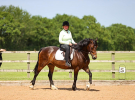 14.3hh 7yo bay Welsh section D mare