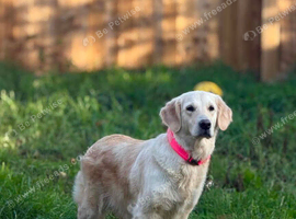 Loving Golden Retriever Looking for a Forever Home