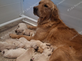 Golden Retrievers - Ready Sep 6th