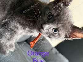 9 beautiful kittens