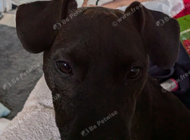 Male patterdale nutured