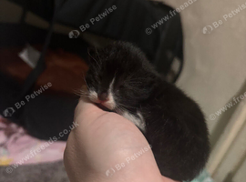 2 adorable kittens