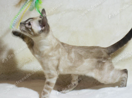TICA Registered - Beautiful Snow Lynx Bengal Girls Available
