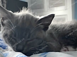 Ragdoll cross kittens