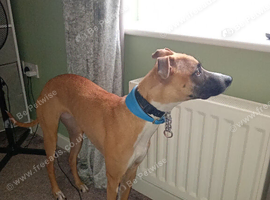 Whippet cross