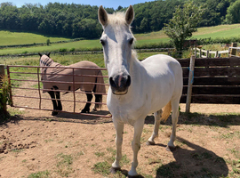 14.3/15hh Registered Connemara Gelding Happy Hacker Project