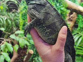 Sailfin Dragon