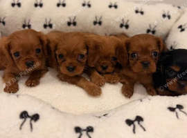 Beautiful litter King Charles cavalier