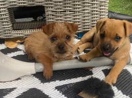 Jack Russell/Yorkshire terrier puppy&rsquo;s