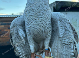Goshawk albus and equipment
