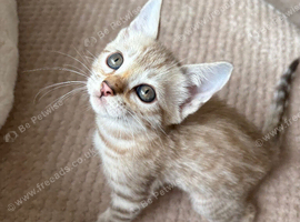 Beautiful girl Bengal still looking for her forever home ️
