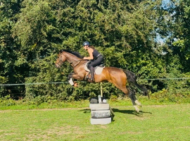 Gorgeous 16.1 gelding