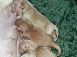 Cream mini dachshunds LAST 2