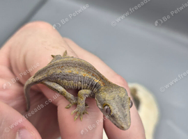 Red and orange striped gargoyle gecko