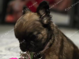 Tiny teddy fluffy french bulldog