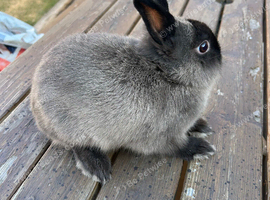 Purebred netherland dwarf