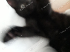 Beautiful black female kitten