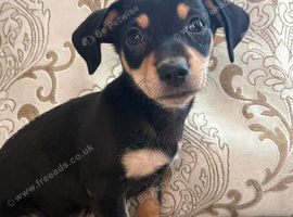 Female puppy for sale