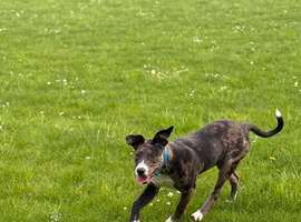 Male puppy