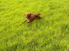 Lovely female spaniel