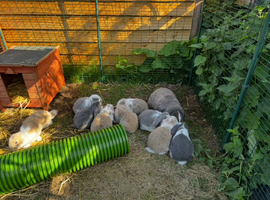 Pure bred French lops ready to leave