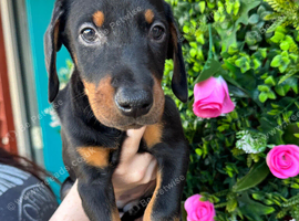 Doberman pups
