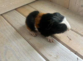 3 baby guinea pigs