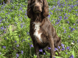 Working sprocker puppies