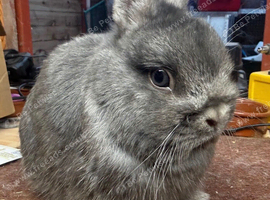 2 female & 1 male Netherland dwarf