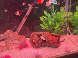 Loads of different fish for free